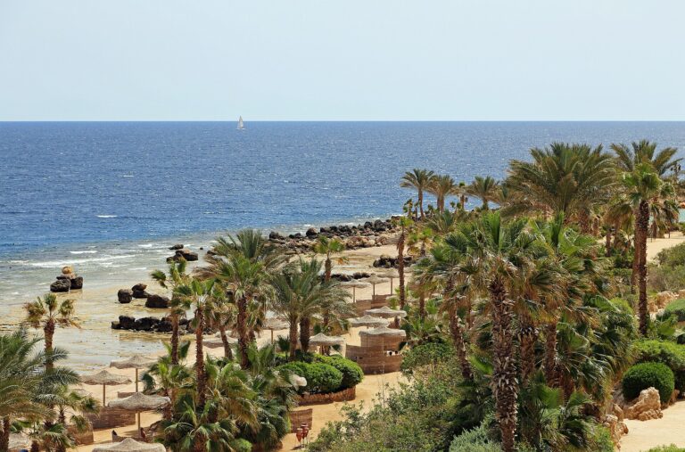 ساحل البحر الأحمر وأشجار النخيل جنوب الغردقة؛ مشهد توضيحي ليوم حر